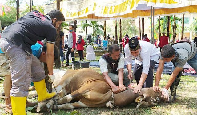 Bupati dan Wabup Manokwari Siapkan Ratusan Sapi Kurban