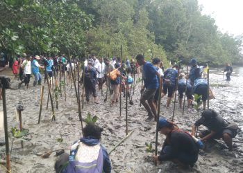 PLT UP3 & ECODeferender Manokwari Tanam 1.000 Mangrove
