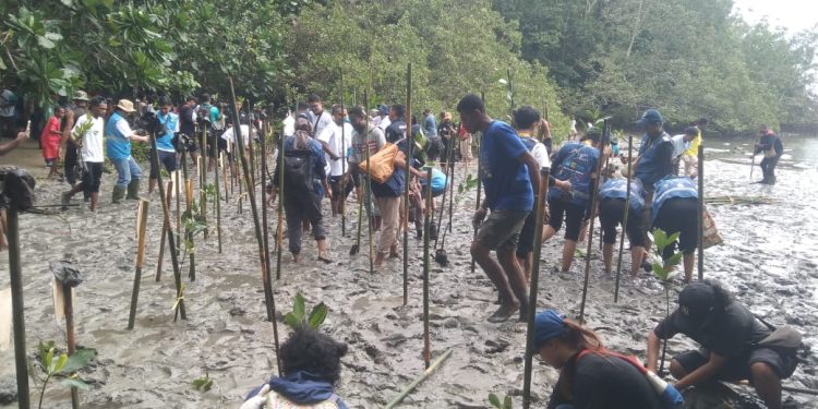 PLT UP3 & ECODeferender Manokwari Tanam 1.000 Mangrove