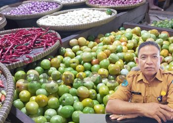 Harga Tomat dan Rica Capai Rp70 Ribu Per Kg di Manokwari