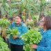Herman Fadan: Sukses Sekolahkan Anak Jadi Sarjana dari Hasil Berkebun