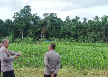 Kapolres Manokwari Selatan dan PJU Cek Lokasi Lahan Jagung, Pantau Potensi Pertanian