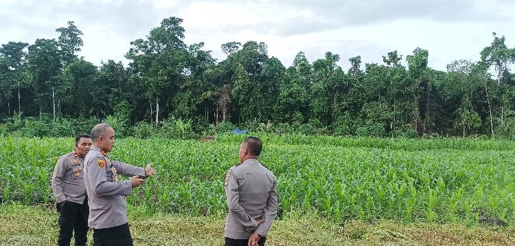Kapolres Manokwari Selatan dan PJU Cek Lokasi Lahan Jagung, Pantau Potensi Pertanian