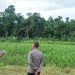 Kapolres Manokwari Selatan dan PJU Cek Lokasi Lahan Jagung, Pantau Potensi Pertanian