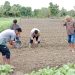 Bhabinkamtibmas Bersama Kelompok Tani Tunas Harapan Mulai Tanam Jagung di Kampung Vascodamnem