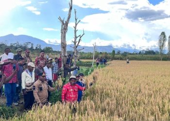 Pemkab Jayawijaya Panen padi di Lahan 88 Petak Sawah