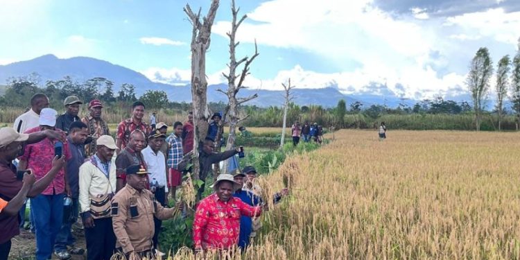 Pemkab Jayawijaya Panen padi di Lahan 88 Petak Sawah