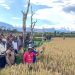 Pemkab Jayawijaya Panen padi di Lahan 88 Petak Sawah