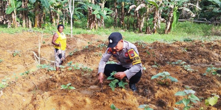Dari Dana Dukops Pribadi, Bhabinkamtibmas Kaimana Bagikan Benih Jagung kepada Warga
