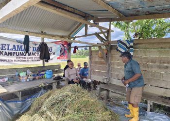 Kapolda Papua Barat Tinjau Lahan Jagung dan Bertemu Kelompok Tani di SP 5