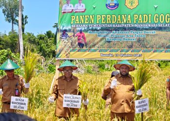 Panen Perdana Padi Gogo di Hamawi, Bupati Bernard Ajak Masyarakat Manfaatkan Lahan Tidur