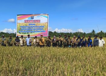Bersama Pemkab Sorong, Kelompok Tani Sidodadi Panen Raya Padi Dorong Swasembada Pangan Nasional