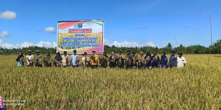 Bersama Pemkab Sorong, Kelompok Tani Sidodadi Panen Raya Padi Dorong Swasembada Pangan Nasional