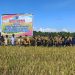 Bersama Pemkab Sorong, Kelompok Tani Sidodadi Panen Raya Padi Dorong Swasembada Pangan Nasional