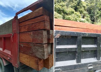 Dishut Upaya Preventif Cegah Peredaran Kayu Ilegal dari Papua Barat ke Papua Tengah