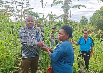 Tekan Biaya Rantai Pasokan, LPEC Borong Jagung di Kebun Klasuat