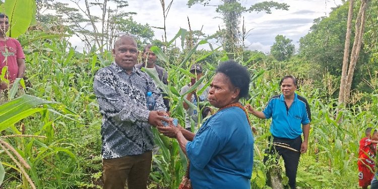 Tekan Biaya Rantai Pasokan, LPEC Borong Jagung di Kebun Klasuat