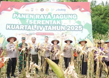 Dukung Ketahanan Pangan Nasional, Polda Papua Barat Gelar Panen Raya Jagung Serentak Kuartal IV Tahun 2025