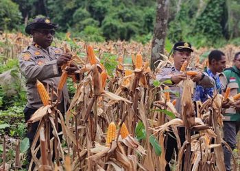 Dari Ladang Jagung, Polri Menjawab Instruksi Presiden: Fakfak Barat Panen untuk Ketahanan Pangan