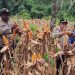 Dari Ladang Jagung, Polri Menjawab Instruksi Presiden: Fakfak Barat Panen untuk Ketahanan Pangan