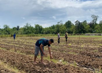 Dukung Ketahanan Pangan, Polda Papua Barat Daya Tanam Jagung Bersama Petani