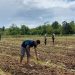 Dukung Ketahanan Pangan, Polda Papua Barat Daya Tanam Jagung Bersama Petani