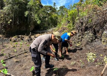 Polres Maybrat Dukung Ketahanan Pangan Melalui Penanaman Jagung di Kampung Kambuwifa