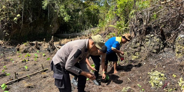 Polres Maybrat Dukung Ketahanan Pangan Melalui Penanaman Jagung di Kampung Kambuwifa