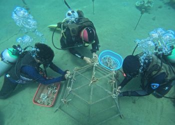 Restorasi Terumbu Karang, Pertamina Patra Niaga Gaungkan Konservasi Bawah Laut