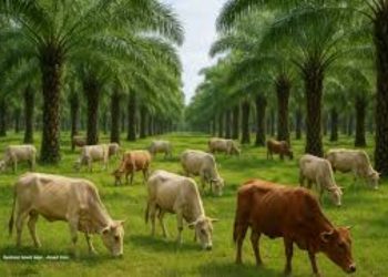 Populasi Sapi Turun Dalam Beberapa Tahun Terakhir