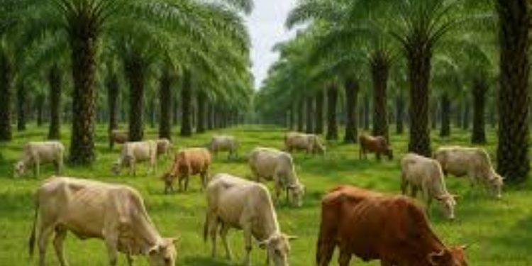 Populasi Sapi Turun Dalam Beberapa Tahun Terakhir