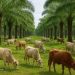 Populasi Sapi Turun Dalam Beberapa Tahun Terakhir