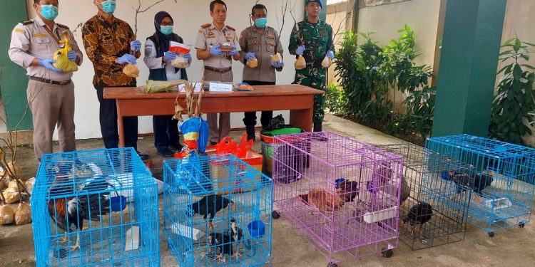 Tak Lengkapi Dokumen Karantina, Sejumlah Produk Hewan danTumbuhan Dimusnahkan BKHIT PBD