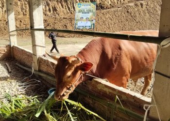 Teluk Bintuni Terima Bantuan Hewan Kurban dari Presiden dan Pemprov Papua Barat