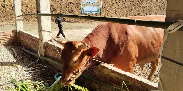 Teluk Bintuni Terima Bantuan Hewan Kurban dari Presiden dan Pemprov Papua Barat