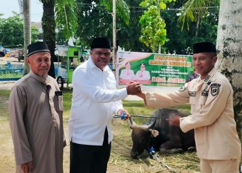 Pemda Manokwari Sumbang 92 Ekor Sapi Kurban untuk Idul Adha 1447 H