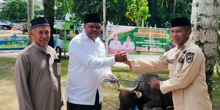 Pemda Manokwari Sumbang 92 Ekor Sapi Kurban untuk Idul Adha 1447 H