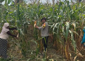 Bhabinkamtibmas Banjar Ausoy Turun Langsung Bantu Panen Jagung