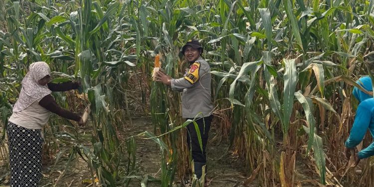Bhabinkamtibmas Banjar Ausoy Turun Langsung Bantu Panen Jagung