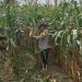 Bhabinkamtibmas Banjar Ausoy Turun Langsung Bantu Panen Jagung