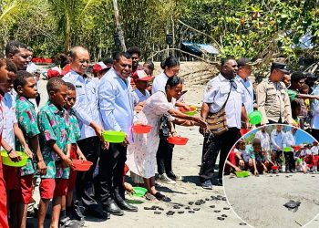 Pelepasliaran Tukik di Sibuni, Parorrongan: Sejalan dengan Visi Papua Barat