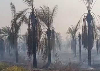 1.473 Hotspot Terdeteksi di Papua Barat, Karhutla Terparah Dibanding 2015–2019
