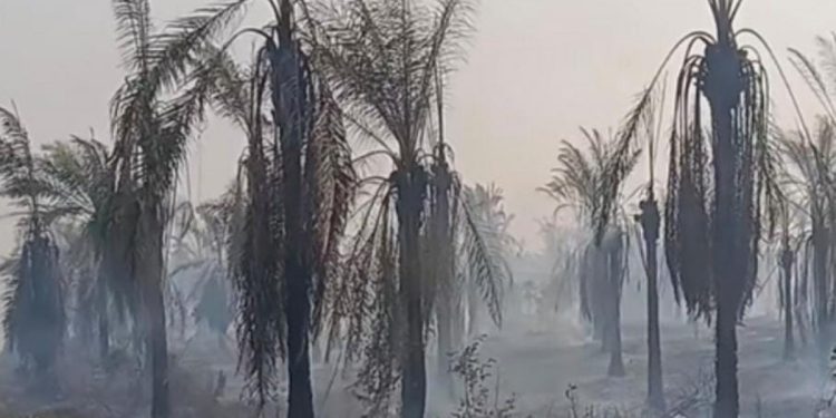 1.473 Hotspot Terdeteksi di Papua Barat, Karhutla Terparah Dibanding 2015–2019