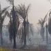 1.473 Hotspot Terdeteksi di Papua Barat, Karhutla Terparah Dibanding 2015–2019