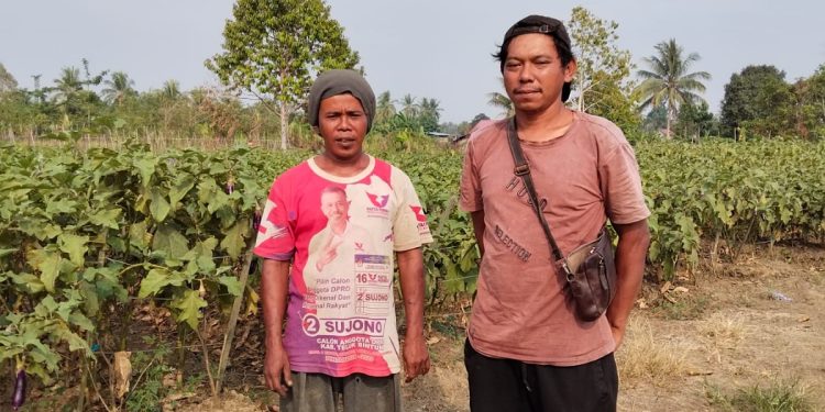 Kekeringan Melanda Bintuni Timur, Petani Minta Sumur Bor