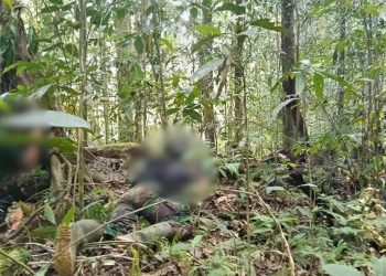 Kontak Tembak di Maybrat, Tiga Anggota OPM Kodap IV/Sorong Raya Dilaporkan Tewas