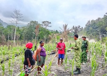 Dorong Kemandirian Pangan, Satgas TMMD Dampingi Petani Yamboi