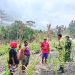 Dorong Kemandirian Pangan, Satgas TMMD Dampingi Petani Yamboi